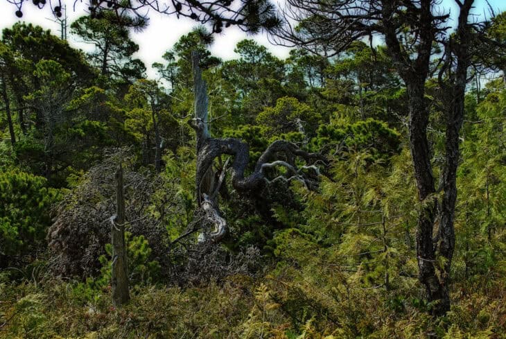 Shore pine Pinus contorta