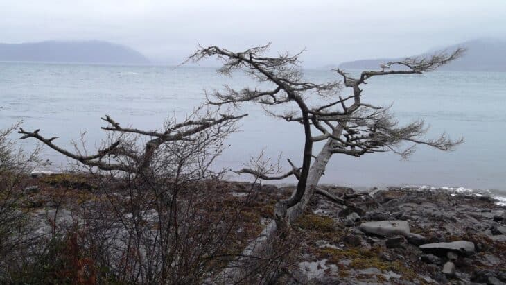 Shore pine Pinus contorta