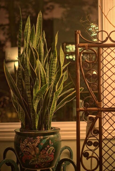 Snake Plant (Dracaena trifasciata) (Sansevieria trifasciata)