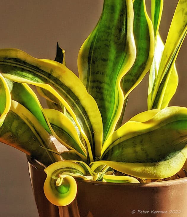Snake Plant (Dracaena trifasciata) (Sansevieria trifasciata)