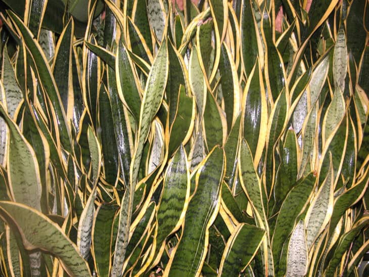 Snake Plant (Dracaena trifasciata) (Sansevieria trifasciata)