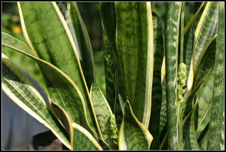 Snake Plant (Dracaena trifasciata) (Sansevieria trifasciata)