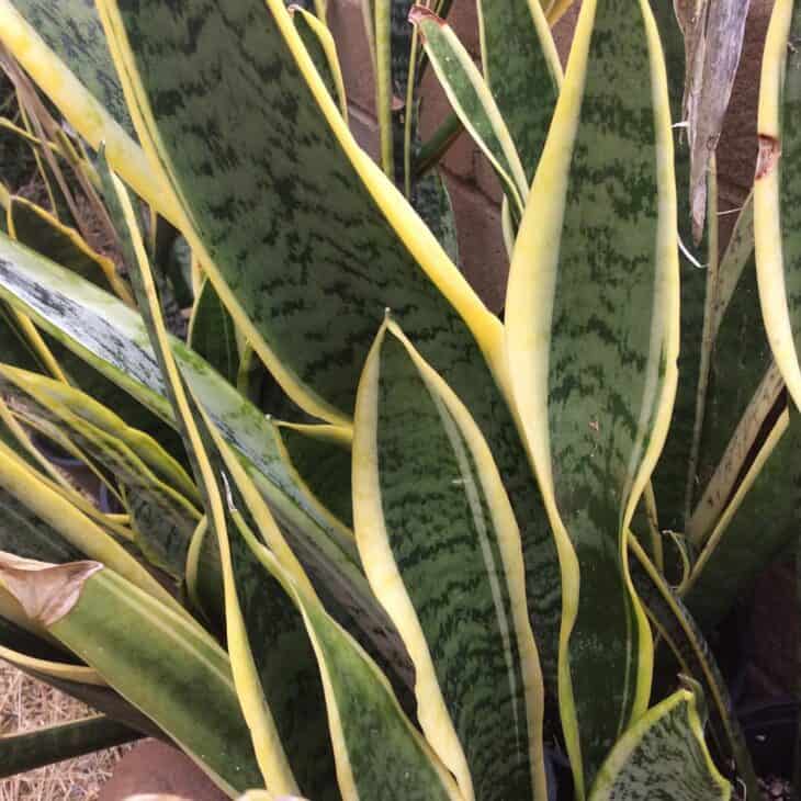 Snake Plant (Dracaena trifasciata) (Sansevieria trifasciata)