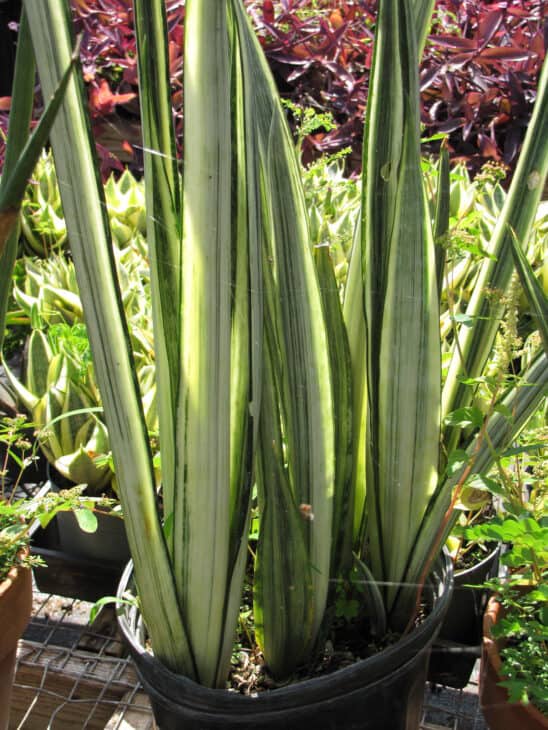 Snake Plant (Dracaena trifasciata) (Sansevieria trifasciata)