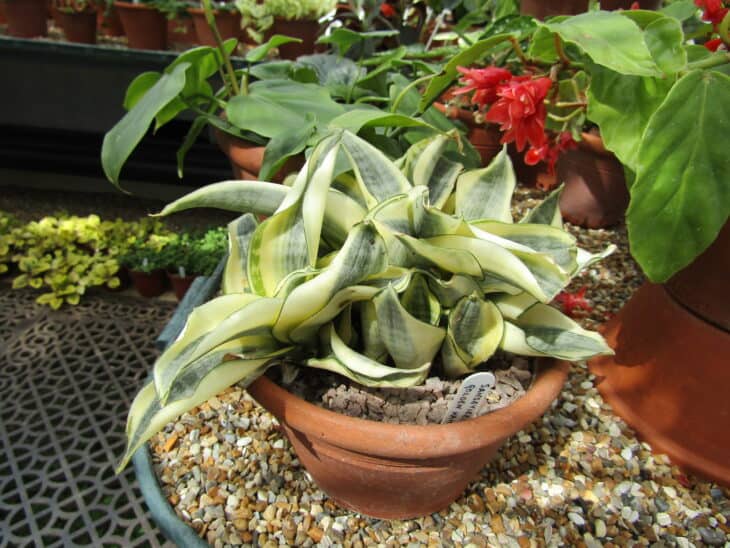 Snake Plant (Dracaena trifasciata) (Sansevieria trifasciata)