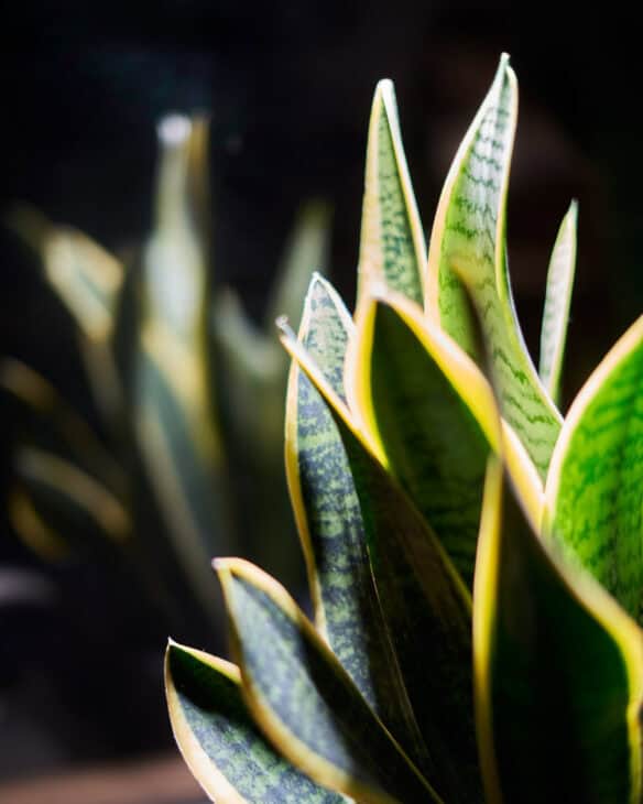 Snake Plant (Dracaena trifasciata) (Sansevieria trifasciata)