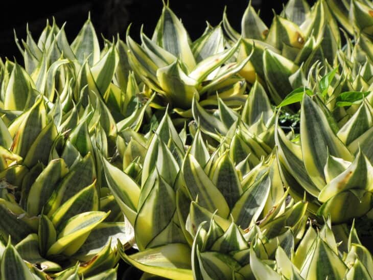 Snake Plant (Dracaena trifasciata) (Sansevieria trifasciata)
