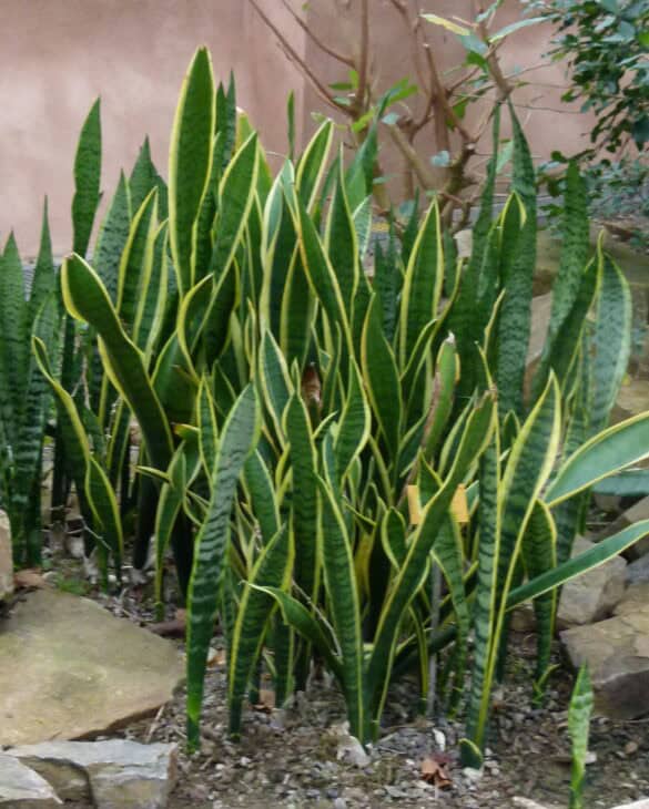 Snake Plant (Dracaena trifasciata) (Sansevieria trifasciata)
