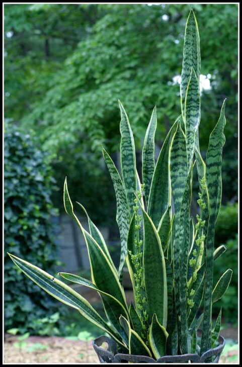 Snake Plant (Dracaena trifasciata) (Sansevieria trifasciata)