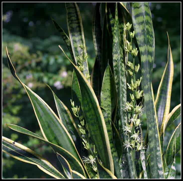 Snake Plant (Dracaena trifasciata) (Sansevieria trifasciata)