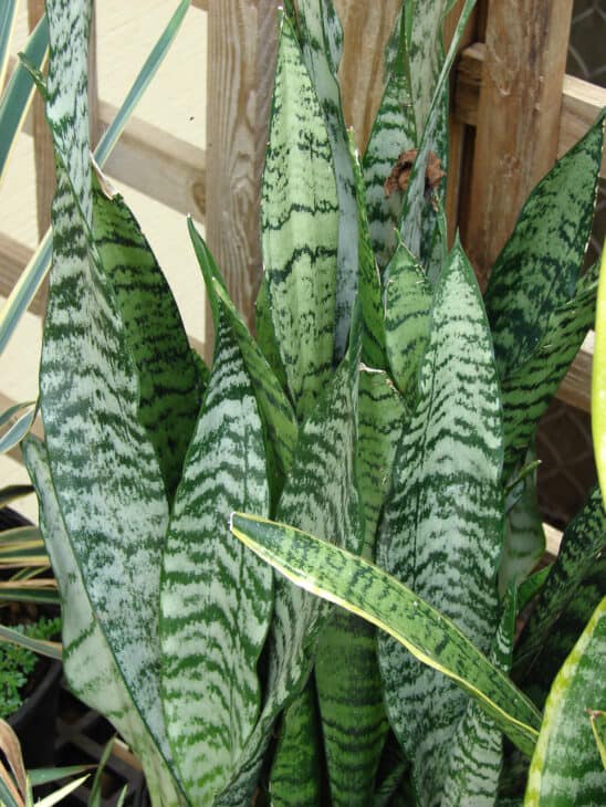 Snake Plant (Dracaena trifasciata) (Sansevieria trifasciata)