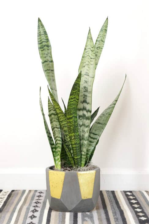 Snake Plant (Dracaena trifasciata) (Sansevieria trifasciata)