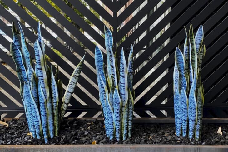 Snake Plant (Dracaena trifasciata) (Sansevieria trifasciata)