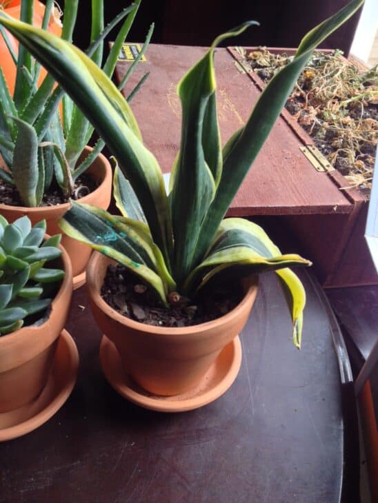 Snake Plant (Dracaena trifasciata) (Sansevieria trifasciata)