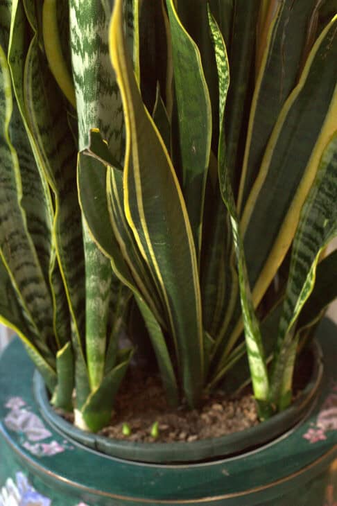 Snake Plant (Dracaena trifasciata) (Sansevieria trifasciata)