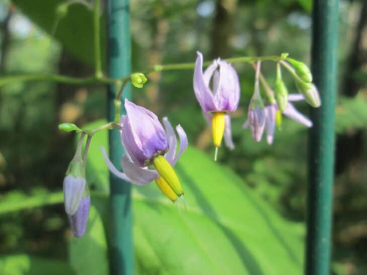 Solanum dulcamara