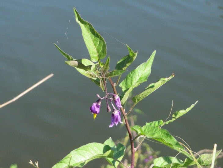Solanum dulcamara