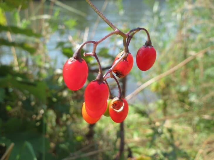Solanum dulcamara