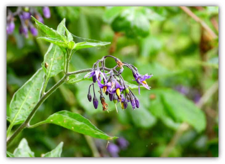 Solanum dulcamara