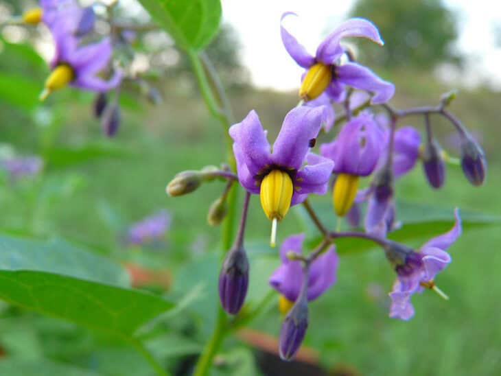 Solanum dulcamara