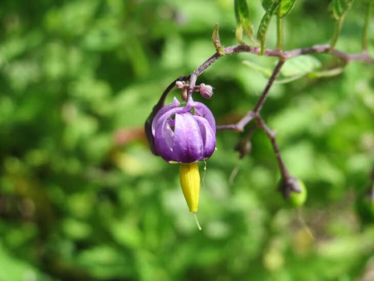 Solanum dulcamara
