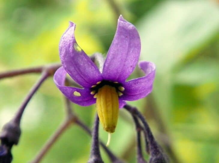 Solanum dulcamara