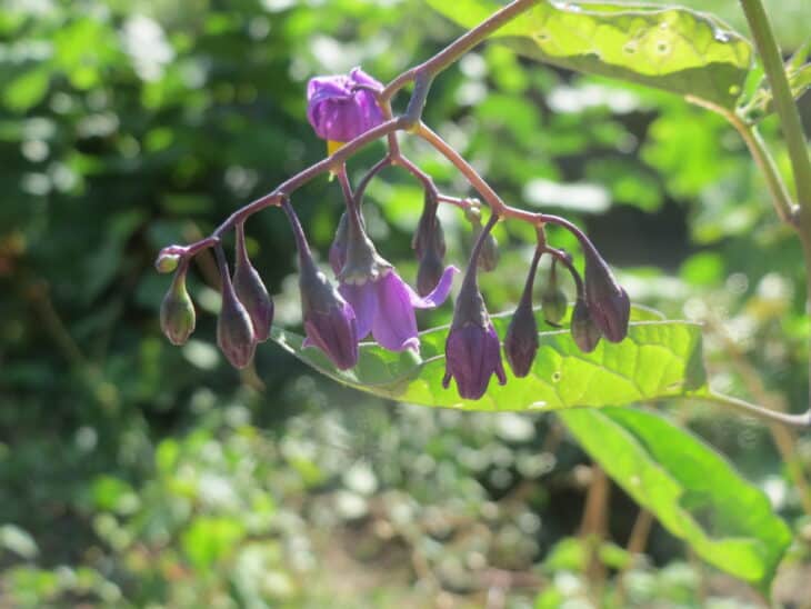 Solanum dulcamara