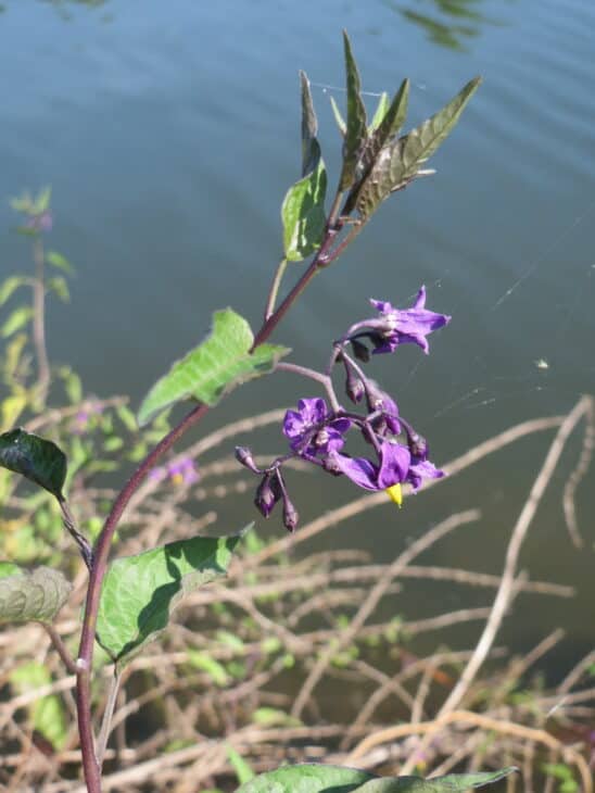 Solanum dulcamara