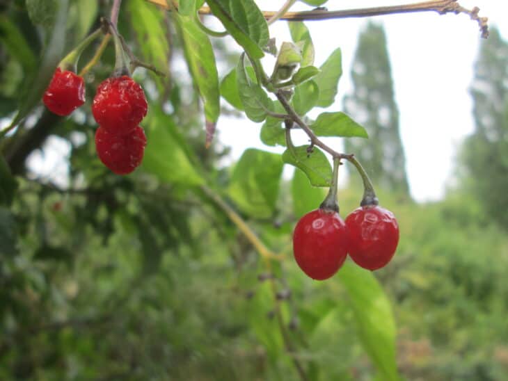Solanum dulcamara
