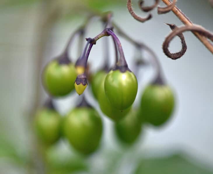 Solanum dulcamara