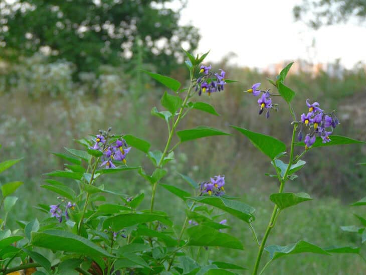 Solanum dulcamara