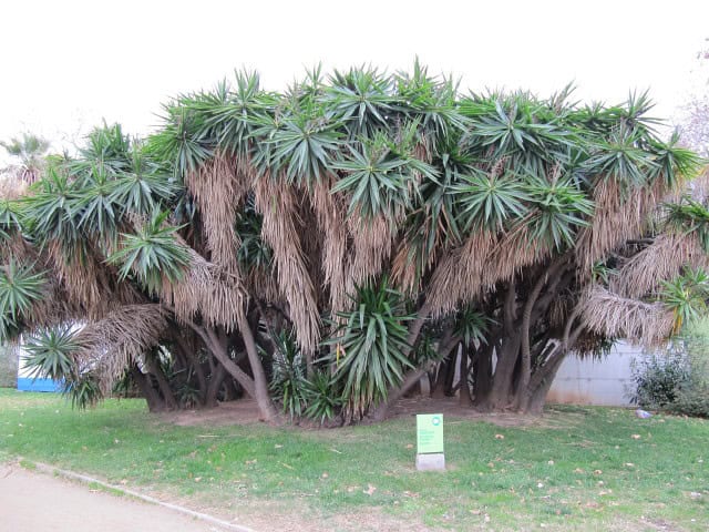 Spineless Yucca (Yucca elephantipes)