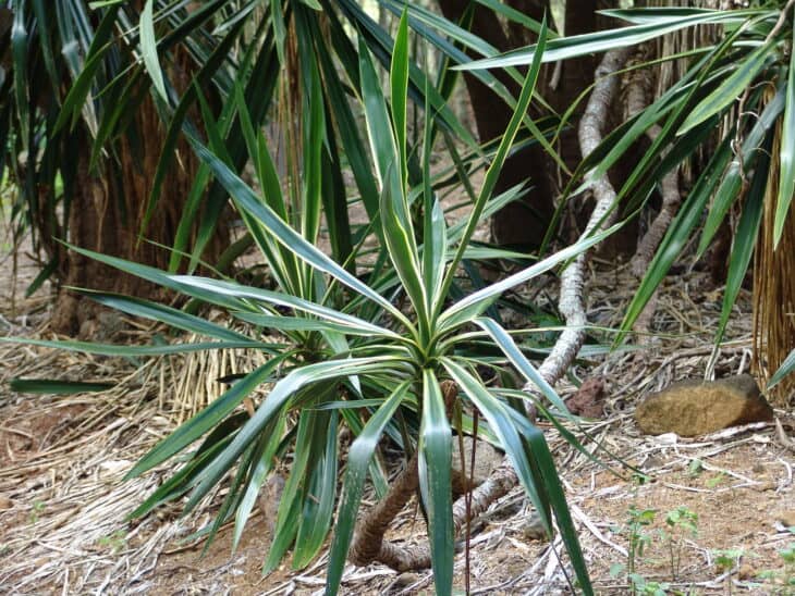 Spineless Yucca (Yucca elephantipes)