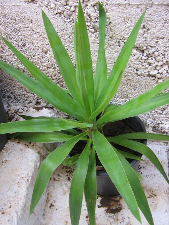 Spineless Yucca (Yucca elephantipes)