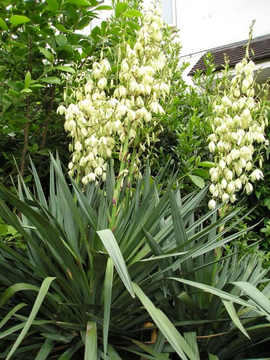 Spineless Yucca (Yucca elephantipes)
