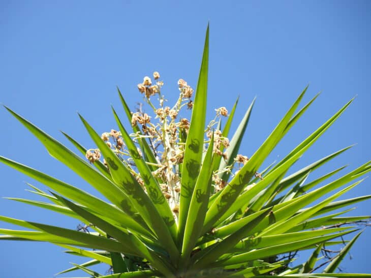 Spineless Yucca (Yucca elephantipes)