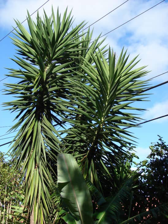 Spineless Yucca (Yucca elephantipes)