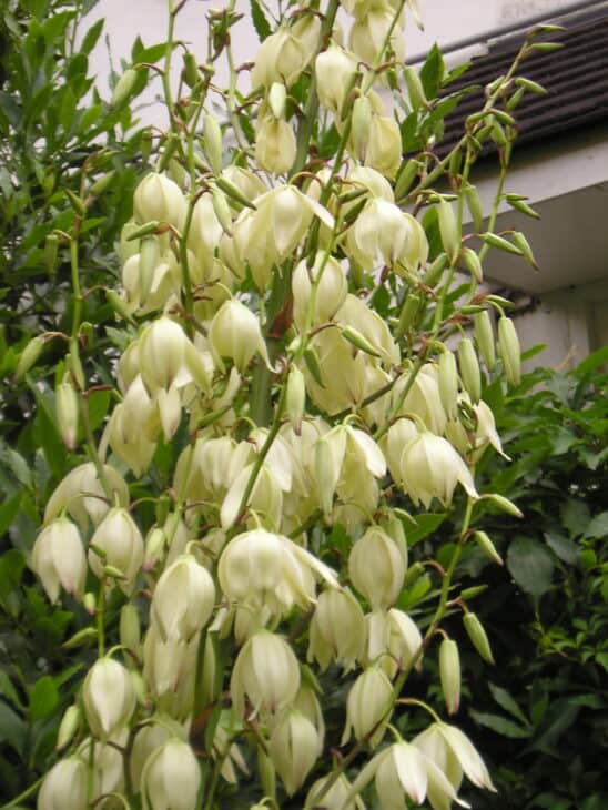 Spineless Yucca (Yucca elephantipes)