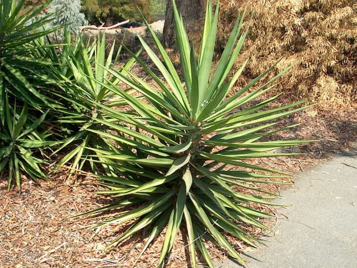Spineless Yucca (Yucca elephantipes)