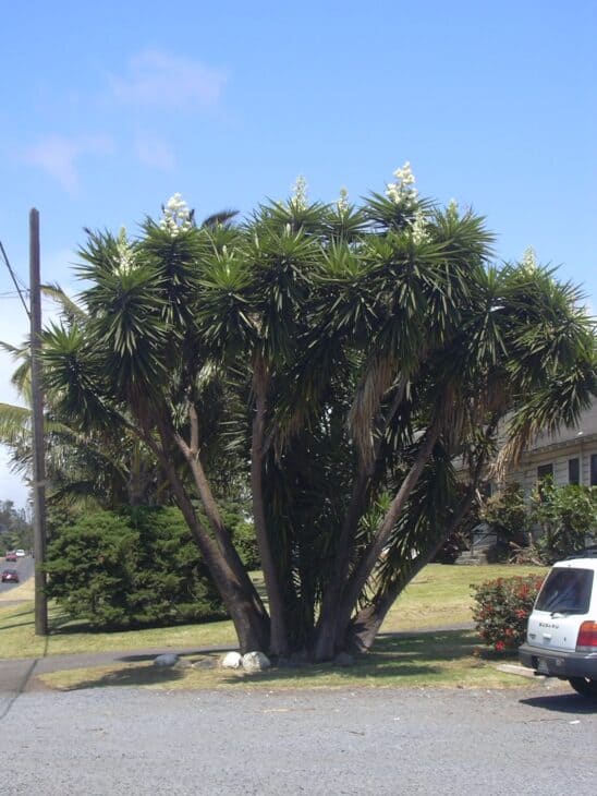 Spineless Yucca (Yucca elephantipes)