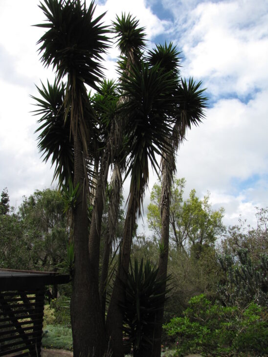 Spineless Yucca (Yucca elephantipes)