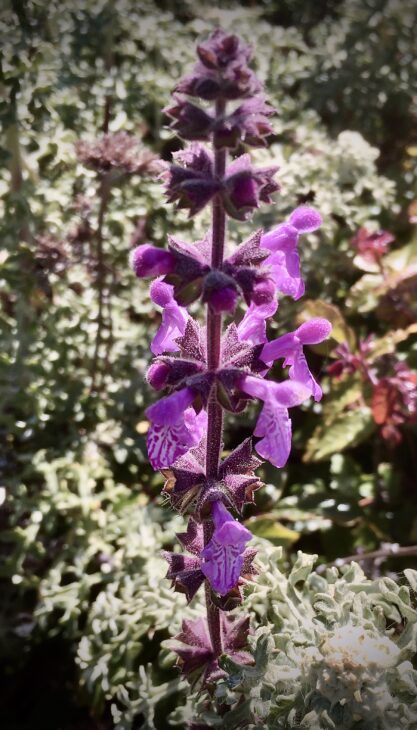 California hedge nettle, Stachys bullata
