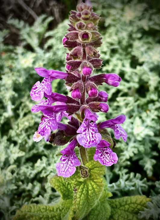 California hedge nettle (Stachys bullata)
