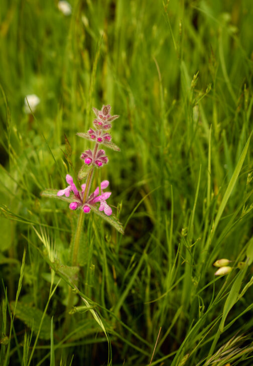 Hedge nettle (Stachys bullata)