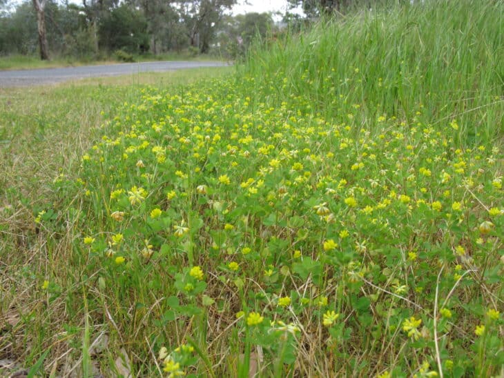 Suckling Clover (Trifolium dubium)