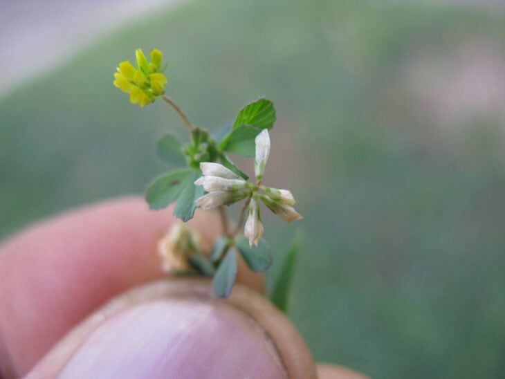Suckling Clover (Trifolium dubium)