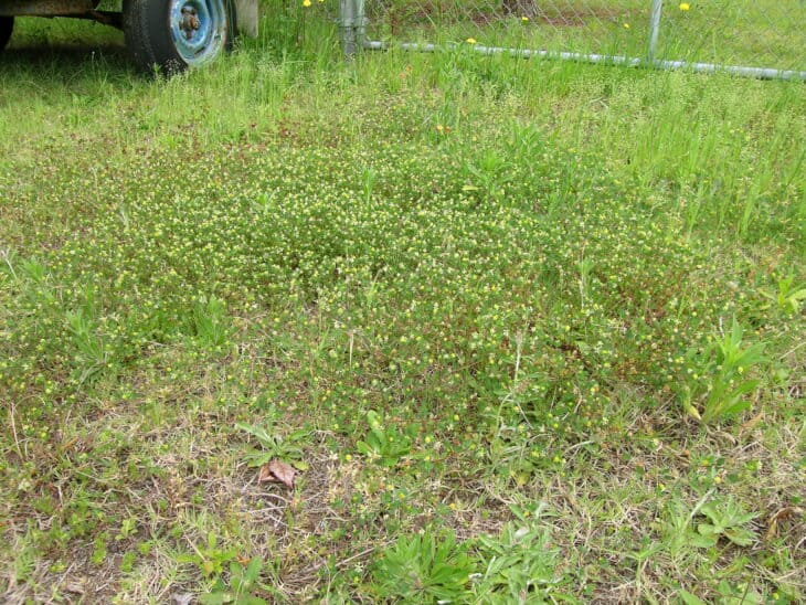 Suckling Clover (Trifolium dubium)
