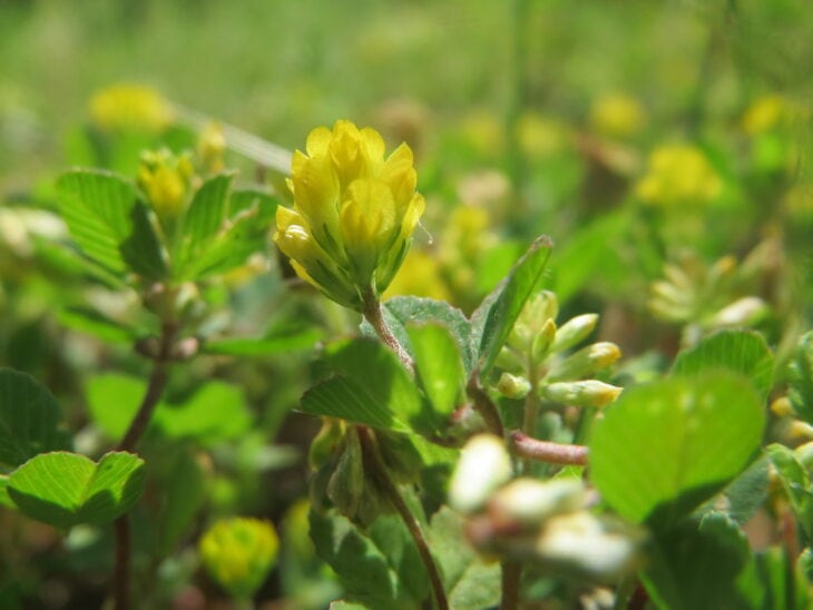 Suckling Clover (Trifolium dubium)
