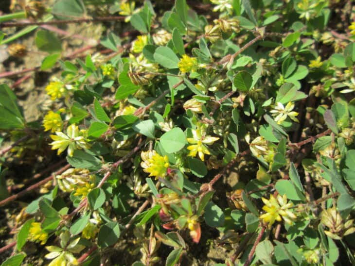 Suckling Clover (Trifolium dubium)
