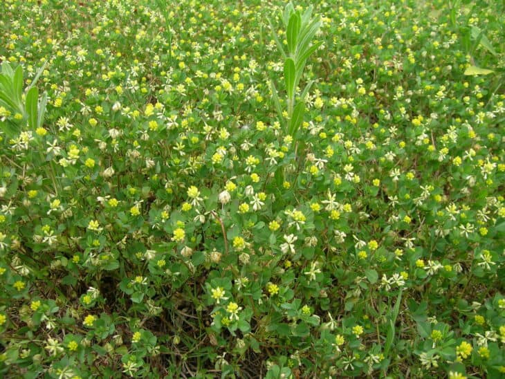 Suckling Clover (Trifolium dubium)